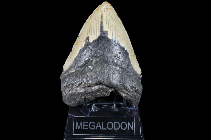 Bargain, Megalodon Tooth - North Carolina #83977